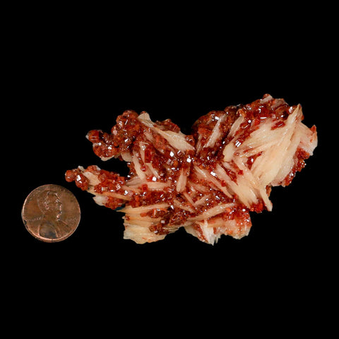 3.1" Sparkly Red Vanadinite Crystals on White Barite Blades Mineral Mabladen Morocco - Fossil Age Minerals