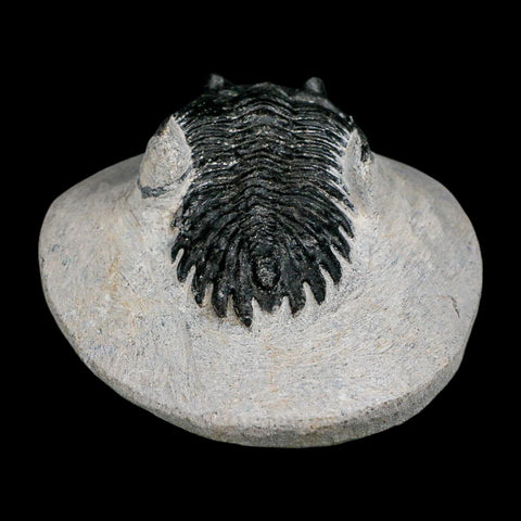 2.2" Metacanthina Issoumourensis Trilobite Fossil Devonian Age 400 Mil Yrs Old COA - Fossil Age Minerals