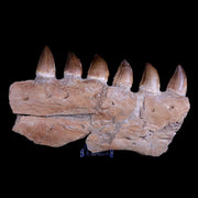 9.5" Mosasaur Prognathodon Fossil Jaw Teeth Cretaceous Dinosaur Era COA, Stand