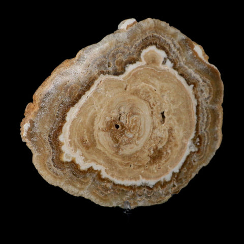 6.2" Aragonite Stalactite Slice Cave Calcite Crystal Mineral Specimen Morocco