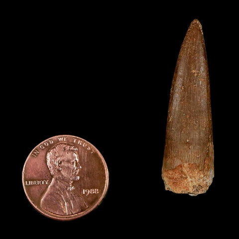 1.5" Plesiosaur Zarafasaura Tooth Fossil Cretaceous Dinosaur Era COA, Stand - Fossil Age Minerals