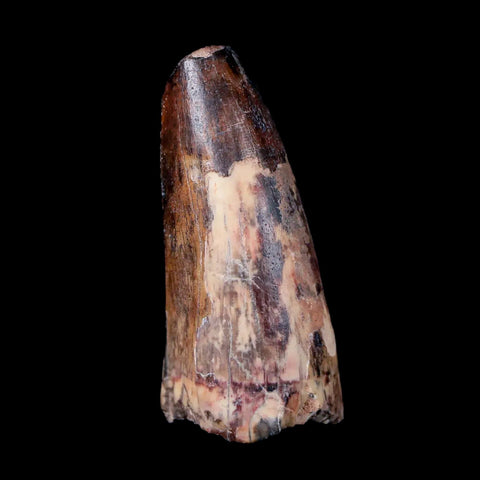 1.7" Sarcosuchus Imperator Crocodile Fossil Tooth Elrhaz FM Cretaceous Niger COA - Fossil Age Minerals