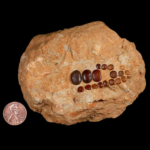 1.8" Bony Fish Fossil Phacodus Punctatus Ray Finned Jaw Teeth In Matrix Morocco - Fossil Age Minerals