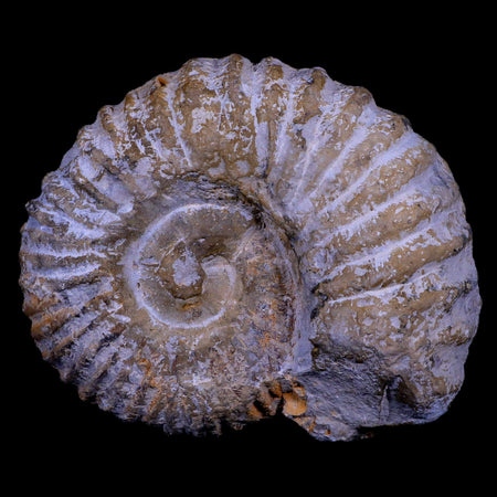 4.7" Acanthoceras Ammonite Fossil Agadir Morocco 360 Million Year Old COA