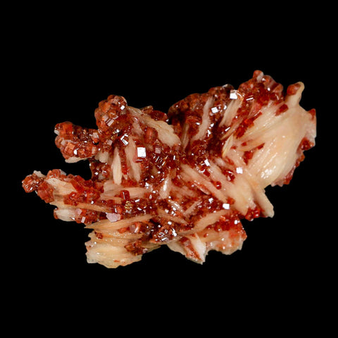 3.1" Sparkly Red Vanadinite Crystals on White Barite Blades Mineral Mabladen Morocco - Fossil Age Minerals