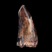 1.7" Sarcosuchus Imperator Crocodile Fossil Tooth Elrhaz FM Cretaceous Niger COA