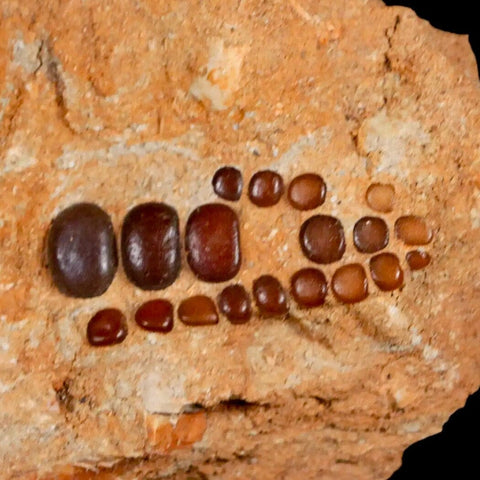 1.8" Bony Fish Fossil Phacodus Punctatus Ray Finned Jaw Teeth In Matrix Morocco - Fossil Age Minerals