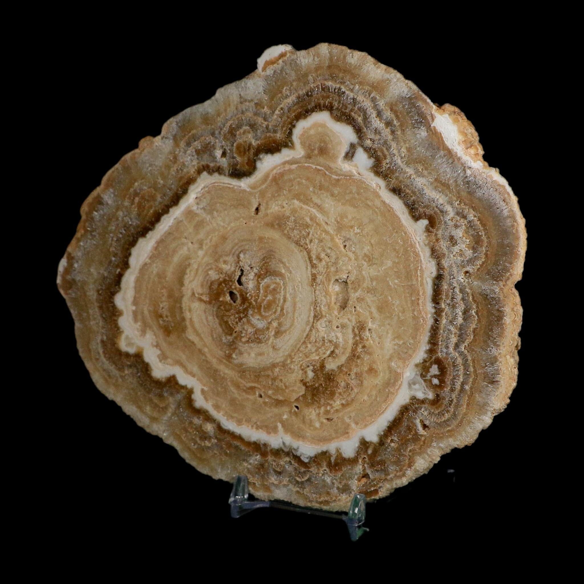 6.5" Aragonite Stalactite Slice Cave Calcite Crystal Mineral Specimen Morocco - Fossil Age Minerals