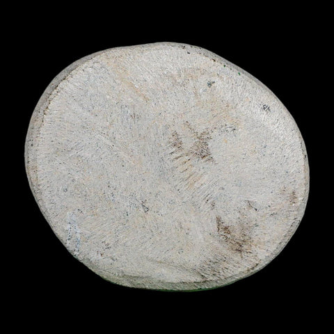 2.2" Metacanthina Issoumourensis Trilobite Fossil Devonian Age 400 Mil Yrs Old COA - Fossil Age Minerals