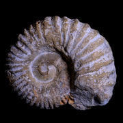 4.7" Acanthoceras Ammonite Fossil Agadir Morocco 360 Million Year Old COA