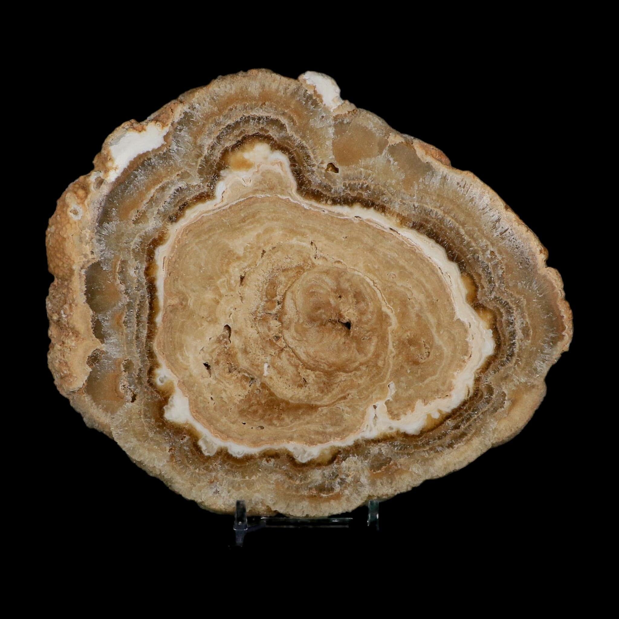 6.5" Aragonite Stalactite Slice Cave Calcite Crystal Mineral Specimen Morocco - Fossil Age Minerals