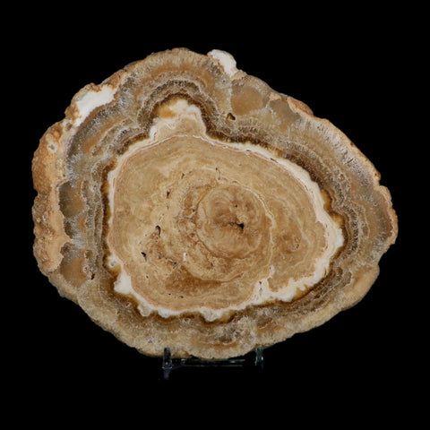 6.2" Aragonite Stalactite Slice Cave Calcite Crystal Mineral Specimen Morocco