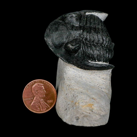 1.9" Metacanthina Issoumourensis Trilobite Fossil Devonian Age 400 Mil Yrs Old COA - Fossil Age Minerals