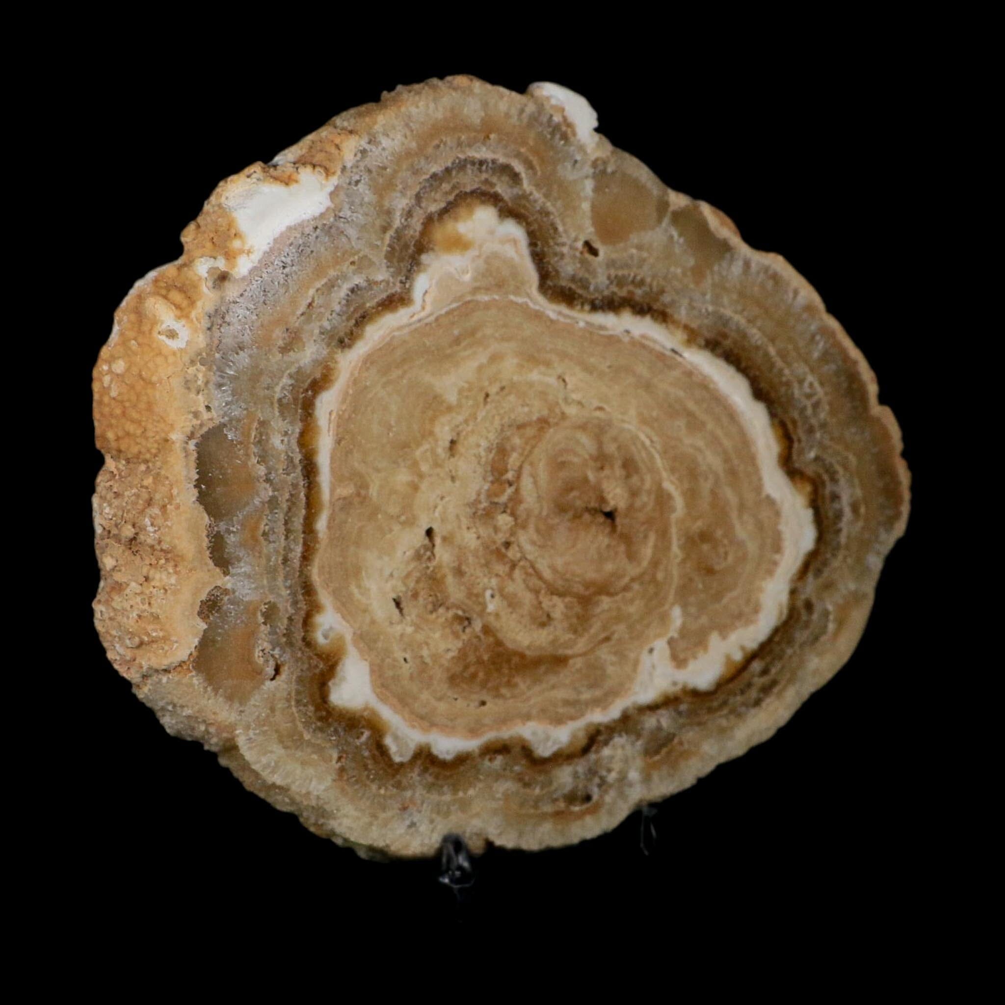 6.5" Aragonite Stalactite Slice Cave Calcite Crystal Mineral Specimen Morocco - Fossil Age Minerals