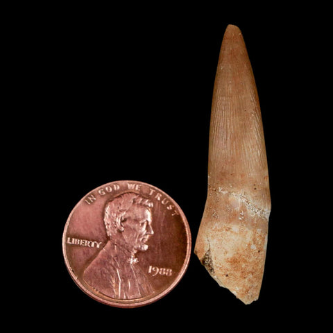 1.6" Plesiosaur Zarafasaura Tooth Fossil Cretaceous Dinosaur Era COA, Stand - Fossil Age Minerals