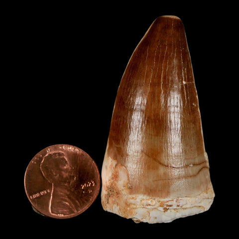 XL 2" Mosasaur Prognathodon Fossil Tooth Cretaceous Dinosaur Era COA & Stand - Fossil Age Minerals