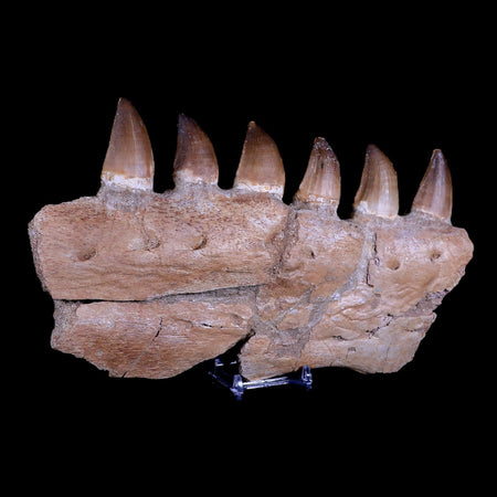 9.5" Mosasaur Prognathodon Fossil Jaw Teeth Cretaceous Dinosaur Era COA, Stand