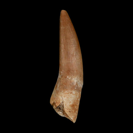 1.6" Plesiosaur Zarafasaura Tooth Fossil Cretaceous Dinosaur Era COA, Stand