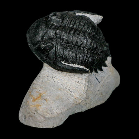 1.9" Metacanthina Issoumourensis Trilobite Fossil Devonian Age 400 Mil Yrs Old COA - Fossil Age Minerals