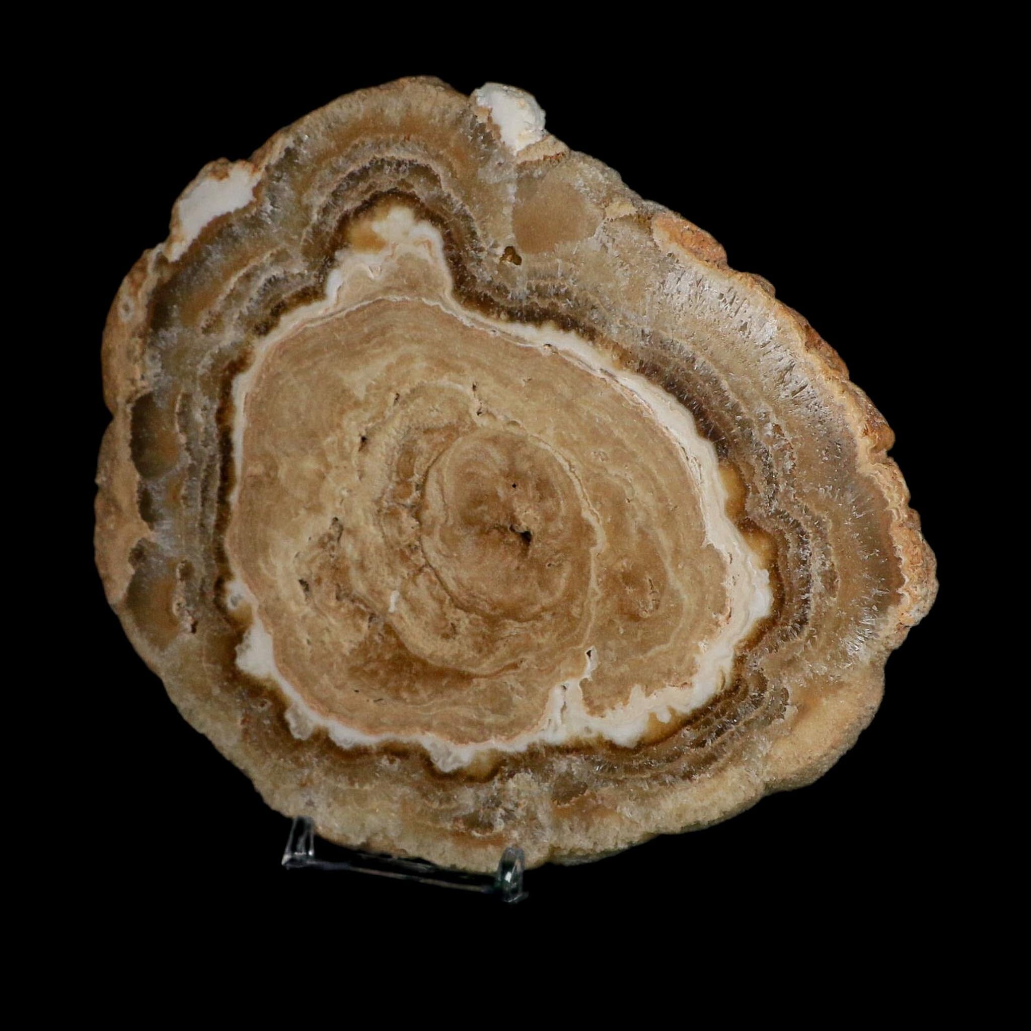 6.5" Aragonite Stalactite Slice Cave Calcite Crystal Mineral Specimen Morocco - Fossil Age Minerals