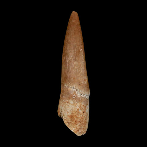 1.6" Plesiosaur Zarafasaura Tooth Fossil Cretaceous Dinosaur Era COA, Stand - Fossil Age Minerals