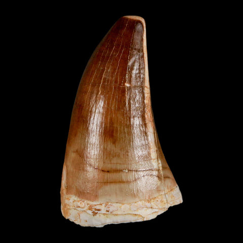 XL 2" Mosasaur Prognathodon Fossil Tooth Cretaceous Dinosaur Era COA & Stand - Fossil Age Minerals
