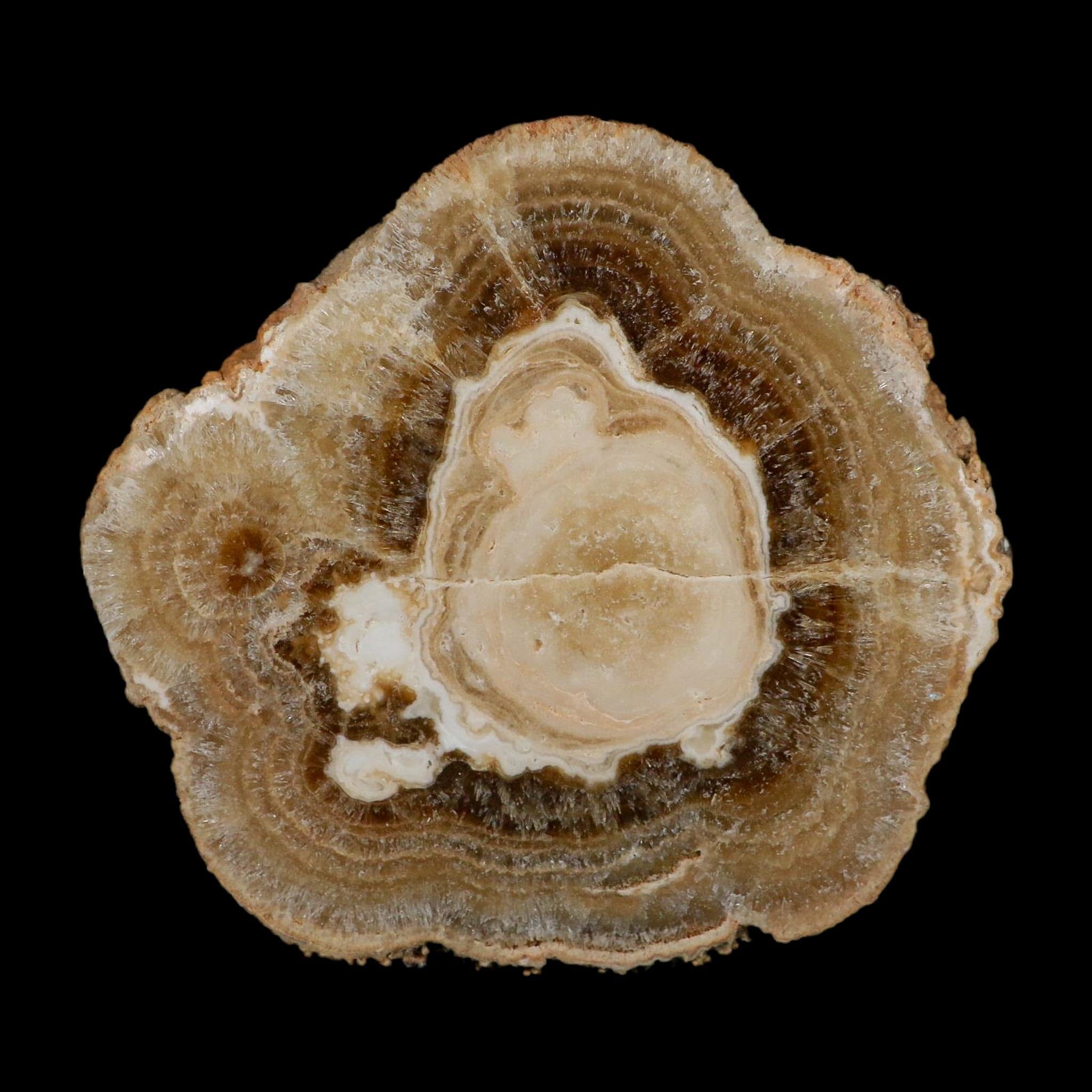 5.6" Aragonite Stalactite Slice Cave Calcite Crystal Mineral Specimen Morocco - Fossil Age Minerals