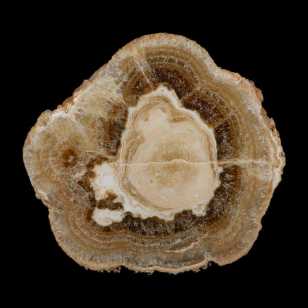 5.6" Aragonite Stalactite Slice Cave Calcite Crystal Mineral Specimen Morocco