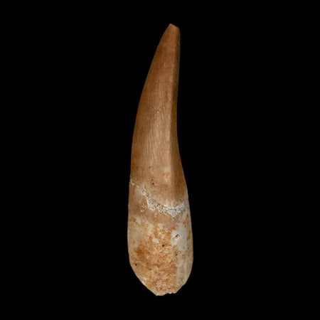 1.6" Plesiosaur Zarafasaura Tooth Fossil Cretaceous Dinosaur Era COA, Stand