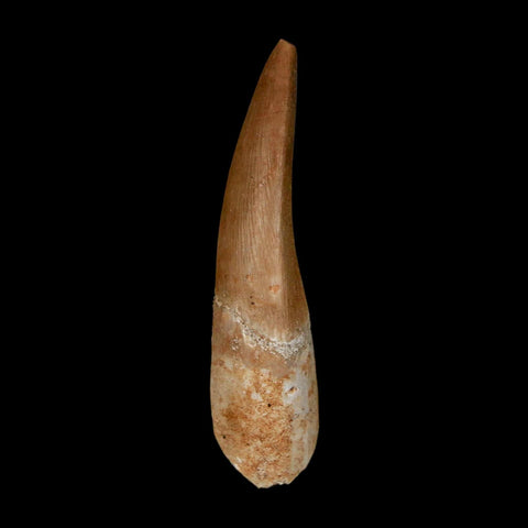 1.6" Plesiosaur Zarafasaura Tooth Fossil Cretaceous Dinosaur Era COA, Stand - Fossil Age Minerals