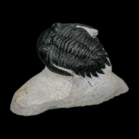 1.9" Metacanthina Issoumourensis Trilobite Fossil Devonian Age 400 Mil Yrs Old COA - Fossil Age Minerals