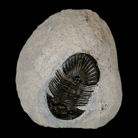 1.6" Scabriscutellum Trilobite Fossil Devonian Morocco 400 Million Years Old COA - Fossil Age Minerals