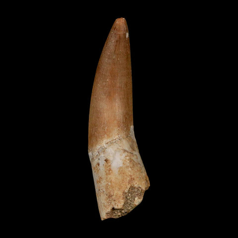 1.6" Plesiosaur Zarafasaura Tooth Fossil Cretaceous Dinosaur Era COA, Stand - Fossil Age Minerals