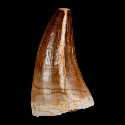 XL 2" Mosasaur Prognathodon Fossil Tooth Cretaceous Dinosaur Era COA & Stand - Fossil Age Minerals