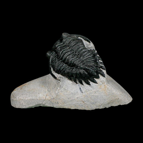 1.9" Metacanthina Issoumourensis Trilobite Fossil Devonian Age 400 Mil Yrs Old COA - Fossil Age Minerals