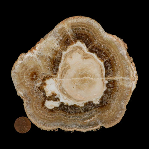 5.6" Aragonite Stalactite Slice Cave Calcite Crystal Mineral Specimen Morocco