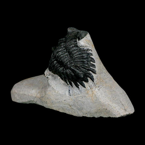 1.9" Metacanthina Issoumourensis Trilobite Fossil Devonian Age 400 Mil Yrs Old COA - Fossil Age Minerals