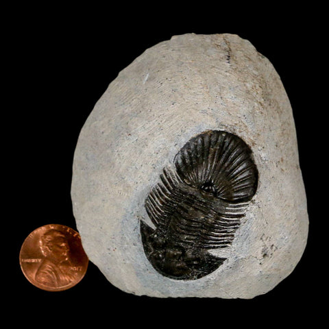 1.6" Scabriscutellum Trilobite Fossil Devonian Morocco 400 Million Years Old COA - Fossil Age Minerals