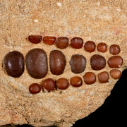 1.9" Bony Fish Fossil Phacodus Punctatus Ray Finned Jaw Teeth In Matrix Morocco