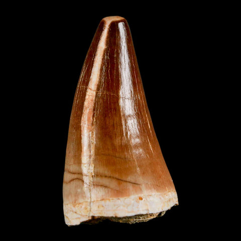 XL 2" Mosasaur Prognathodon Fossil Tooth Cretaceous Dinosaur Era COA & Stand - Fossil Age Minerals