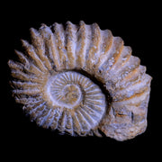 4.8" Acanthoceras Ammonite Fossil Agadir Morocco 360 Million Year Old COA