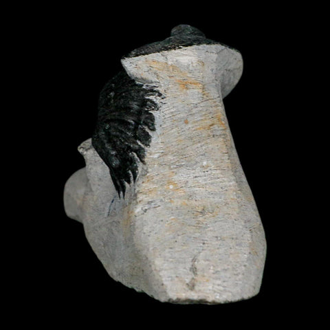 1.9" Metacanthina Issoumourensis Trilobite Fossil Devonian Age 400 Mil Yrs Old COA - Fossil Age Minerals