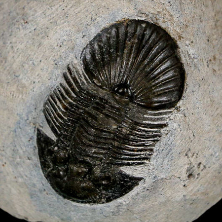 1.6" Scabriscutellum Trilobite Fossil Devonian Morocco 400 Million Years Old COA