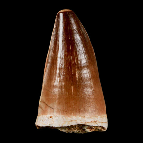 XL 2" Mosasaur Prognathodon Fossil Tooth Cretaceous Dinosaur Era COA & Stand - Fossil Age Minerals