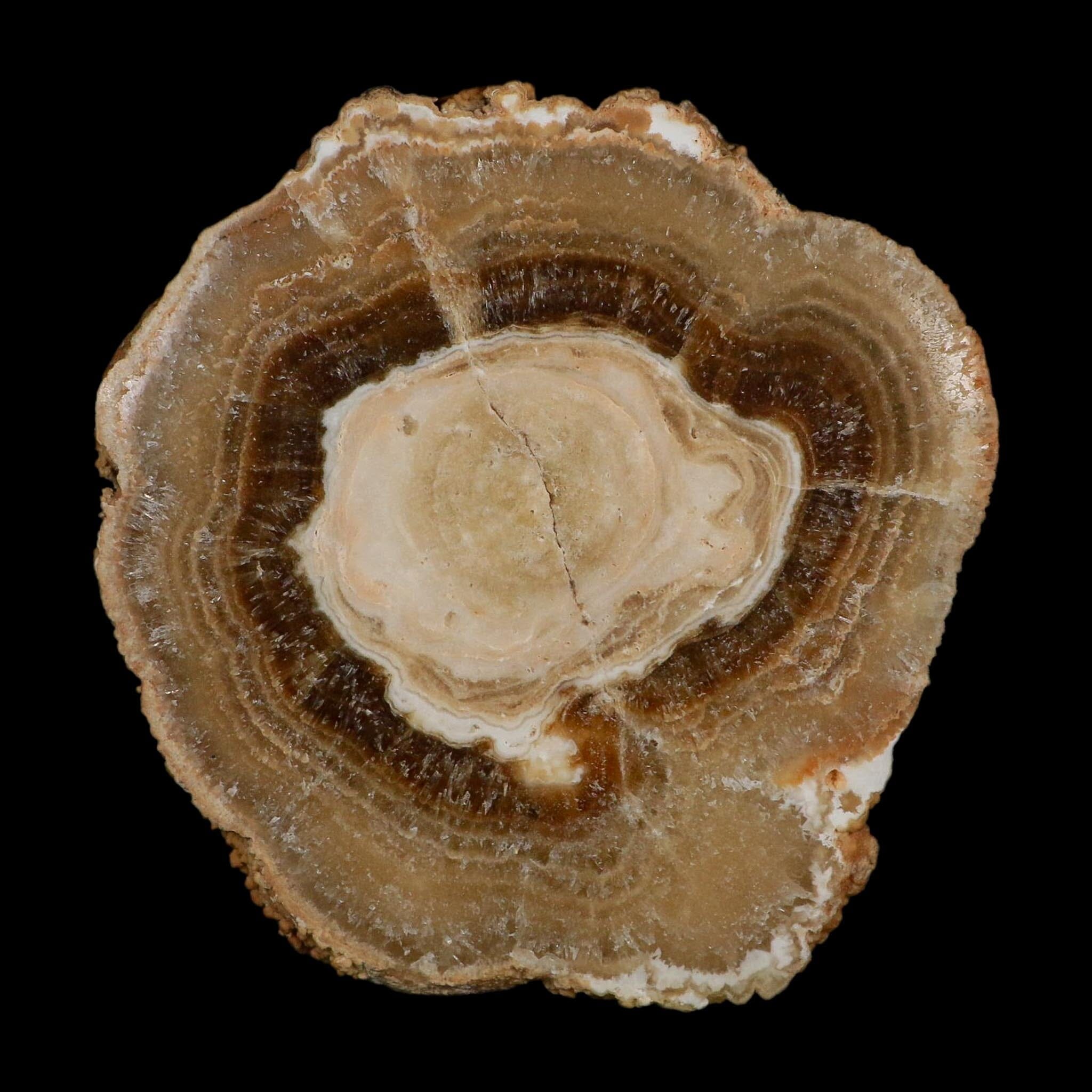 5.6" Aragonite Stalactite Slice Cave Calcite Crystal Mineral Specimen Morocco - Fossil Age Minerals