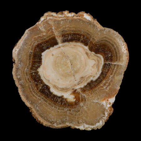 5.6" Aragonite Stalactite Slice Cave Calcite Crystal Mineral Specimen Morocco