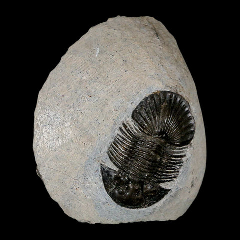 1.6" Scabriscutellum Trilobite Fossil Devonian Morocco 400 Million Years Old COA - Fossil Age Minerals