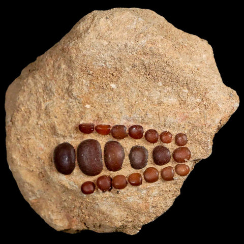 1.9" Bony Fish Fossil Phacodus Punctatus Ray Finned Jaw Teeth In Matrix Morocco - Fossil Age Minerals