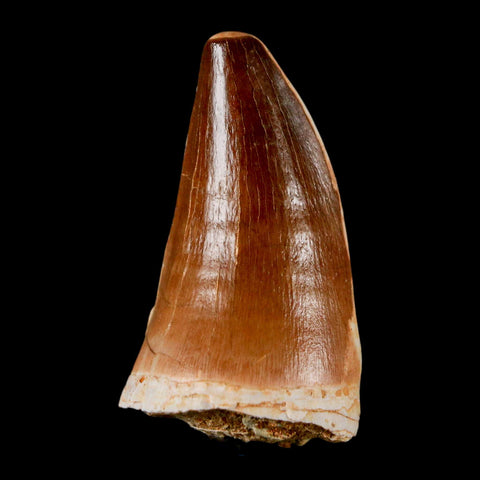 XL 2" Mosasaur Prognathodon Fossil Tooth Cretaceous Dinosaur Era COA & Stand - Fossil Age Minerals