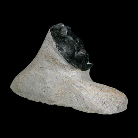1.9" Metacanthina Issoumourensis Trilobite Fossil Devonian Age 400 Mil Yrs Old COA - Fossil Age Minerals